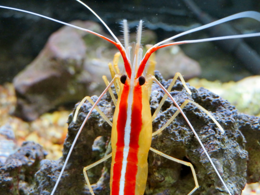 東山動植物園の写真 ©KKPCW(CC BY-SA 4.0)