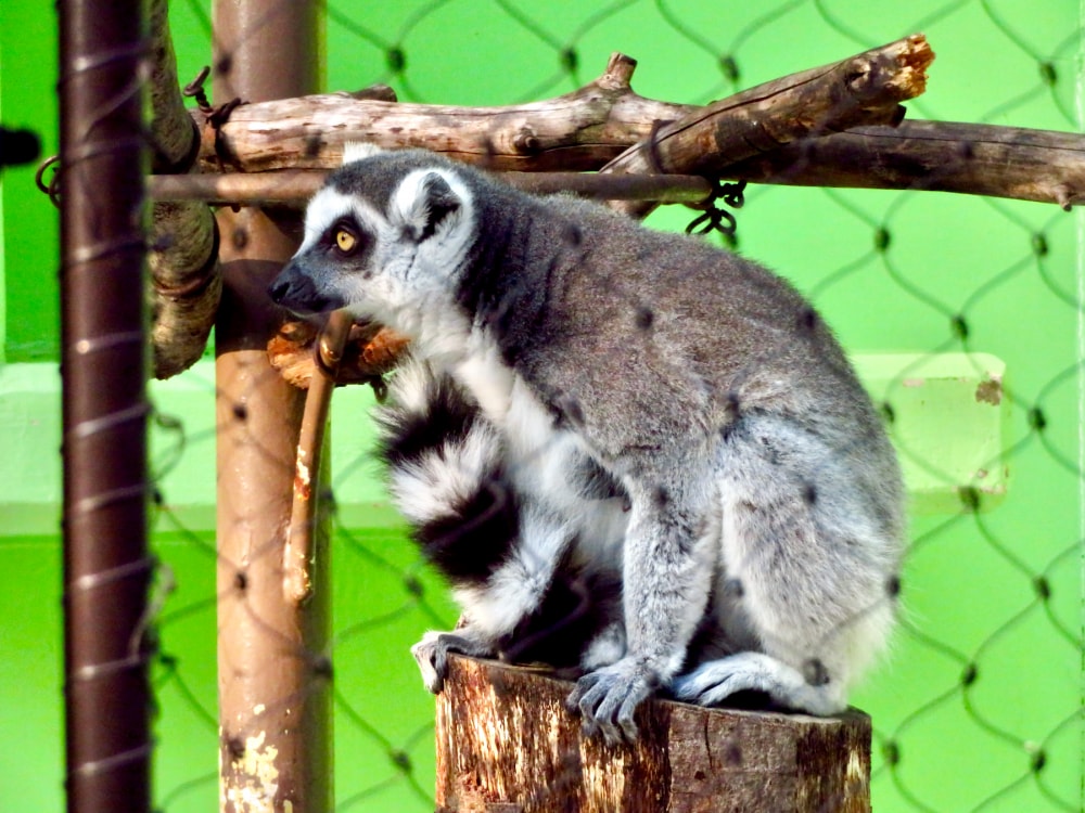 東山動植物園の写真 ©KKPCW(CC BY-SA 4.0)