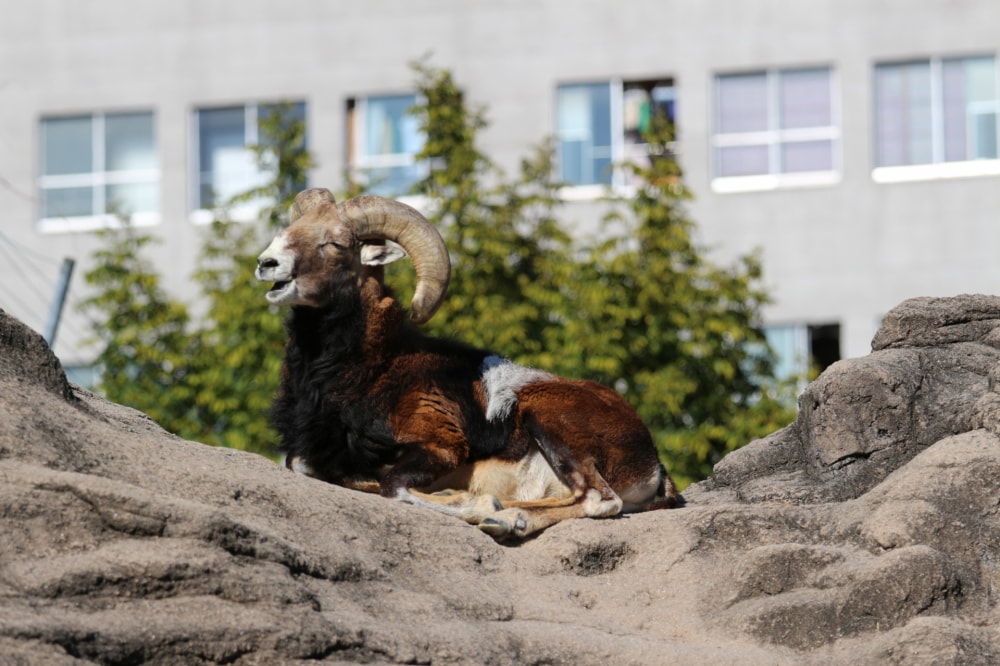 天王寺動物園の写真 