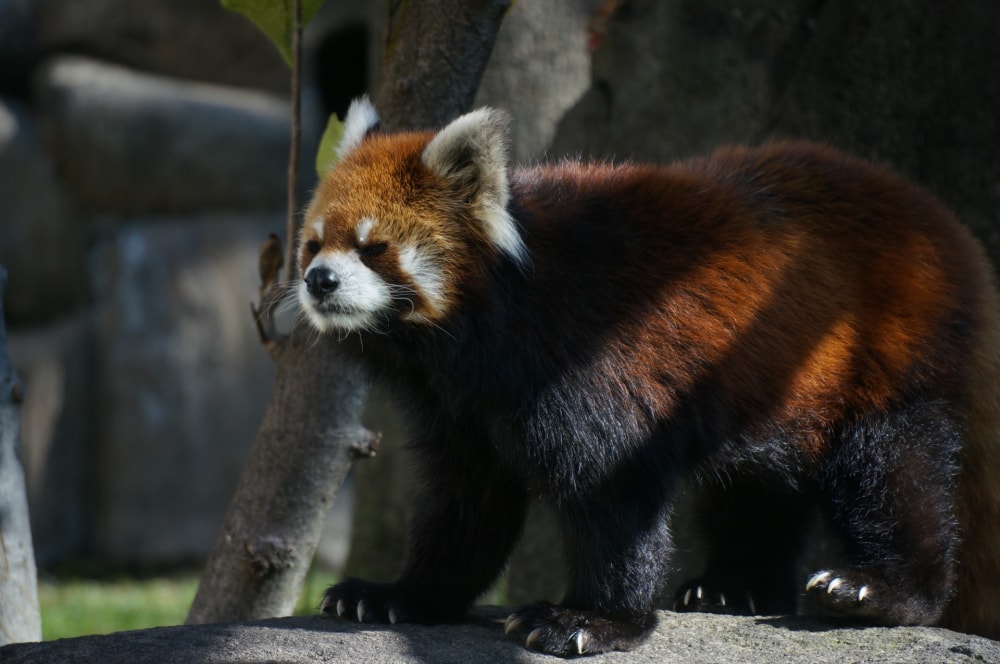 天王寺動物園の写真 