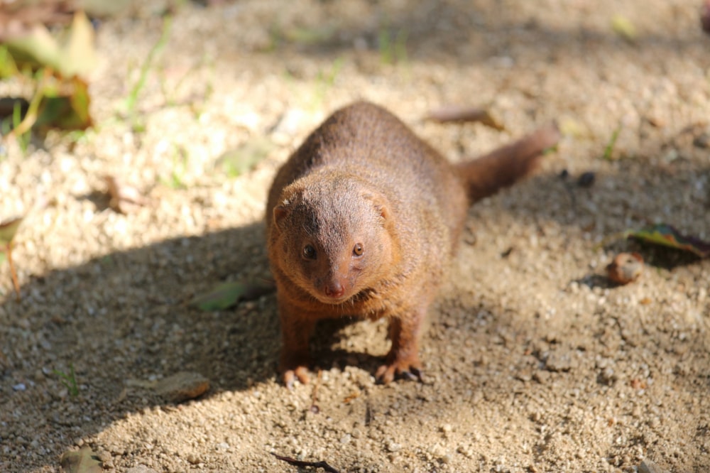 天王寺動物園の写真 
