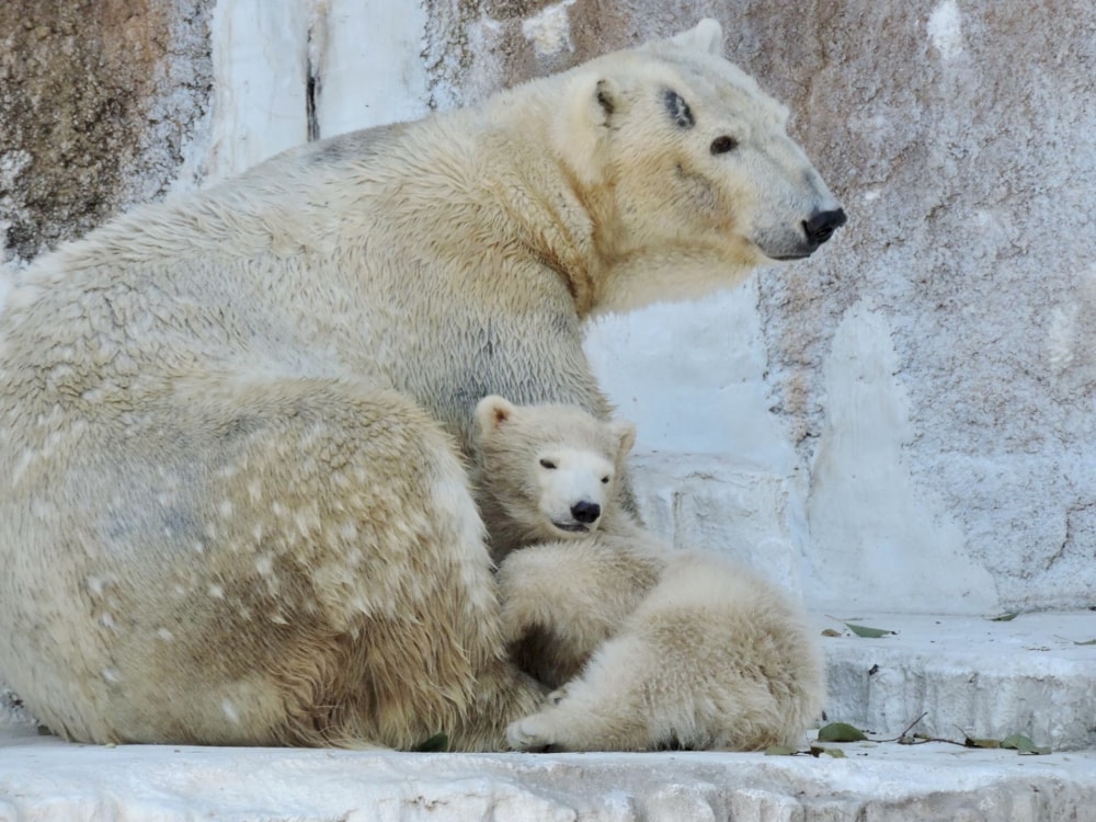 天王寺動物園の写真 