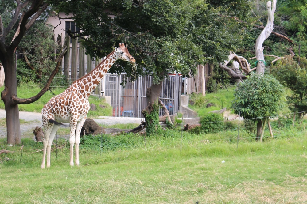 天王寺動物園の写真 