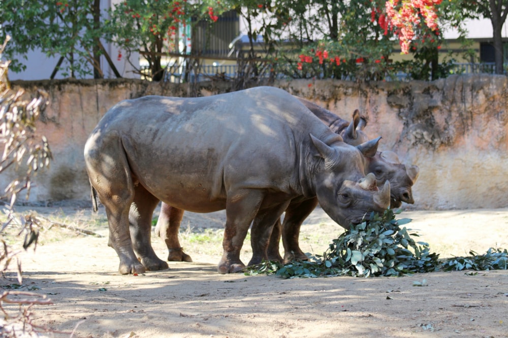 天王寺動物園の写真 
