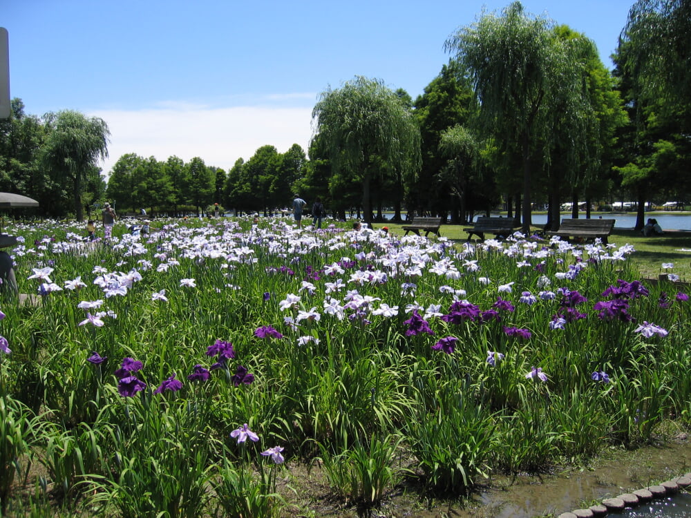 みさと公園の写真 ©京浜にけ(CC BY-SA 3.0)
