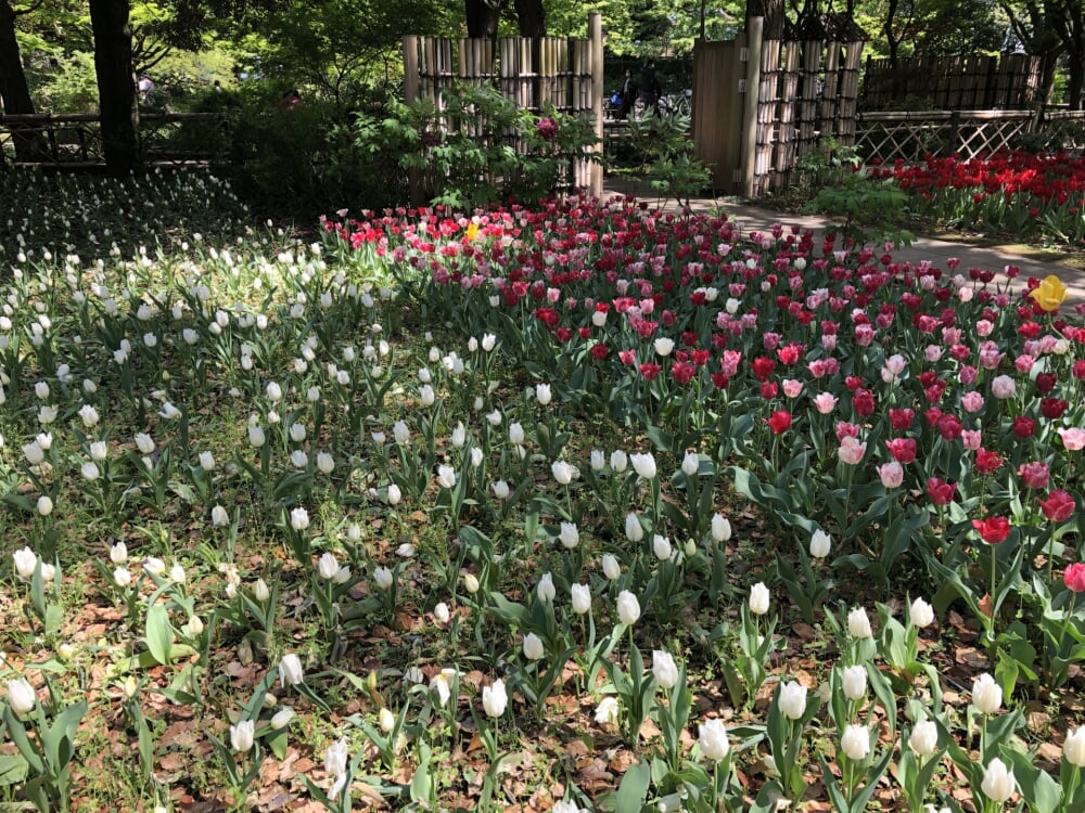 横浜公園の写真 