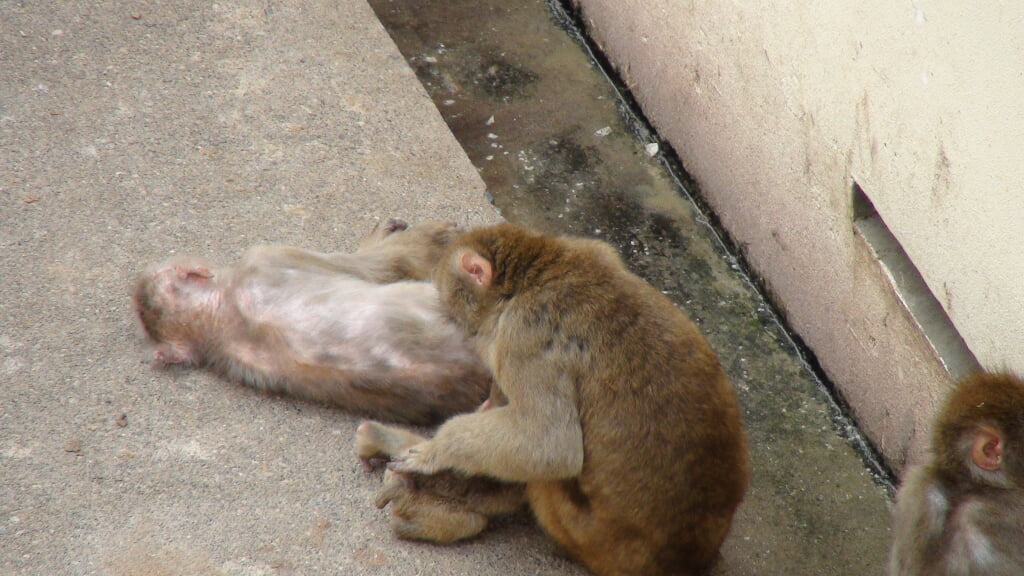 桐生が岡動物園の写真 ©CyberOyaji(CC BY-SA 3.0)