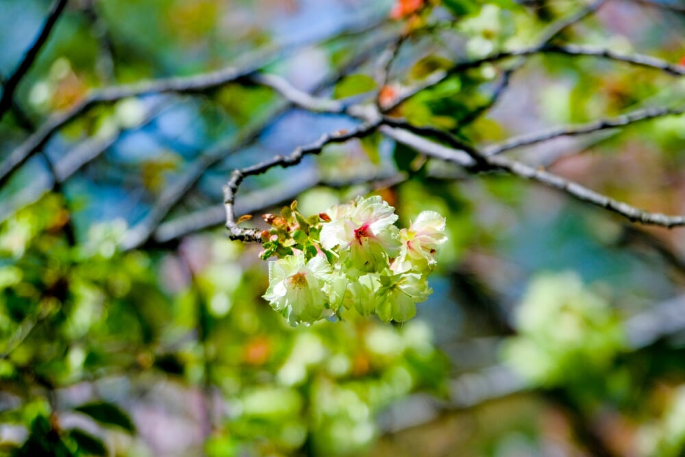 神奈川県立 三ツ池公園の写真 