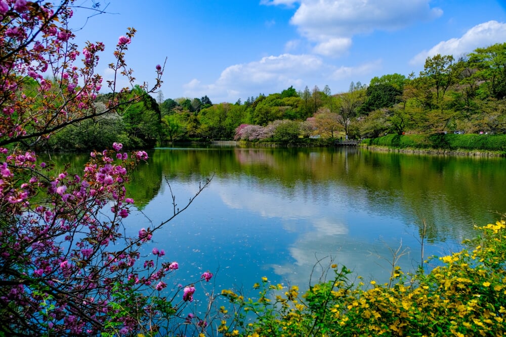 神奈川県立 三ツ池公園の写真 