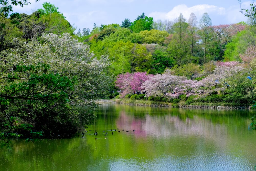神奈川県立 三ツ池公園の写真 