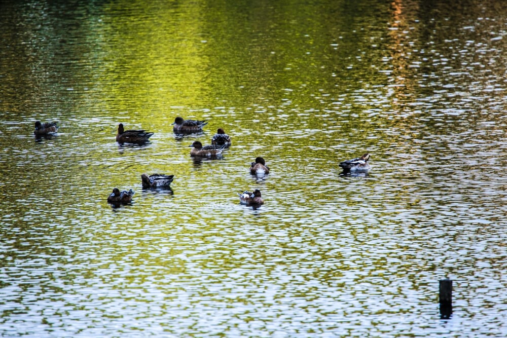 泉の森公園の写真 