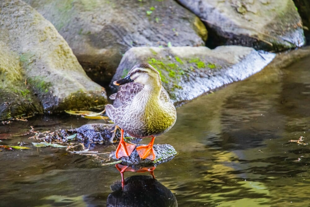泉の森公園の写真 