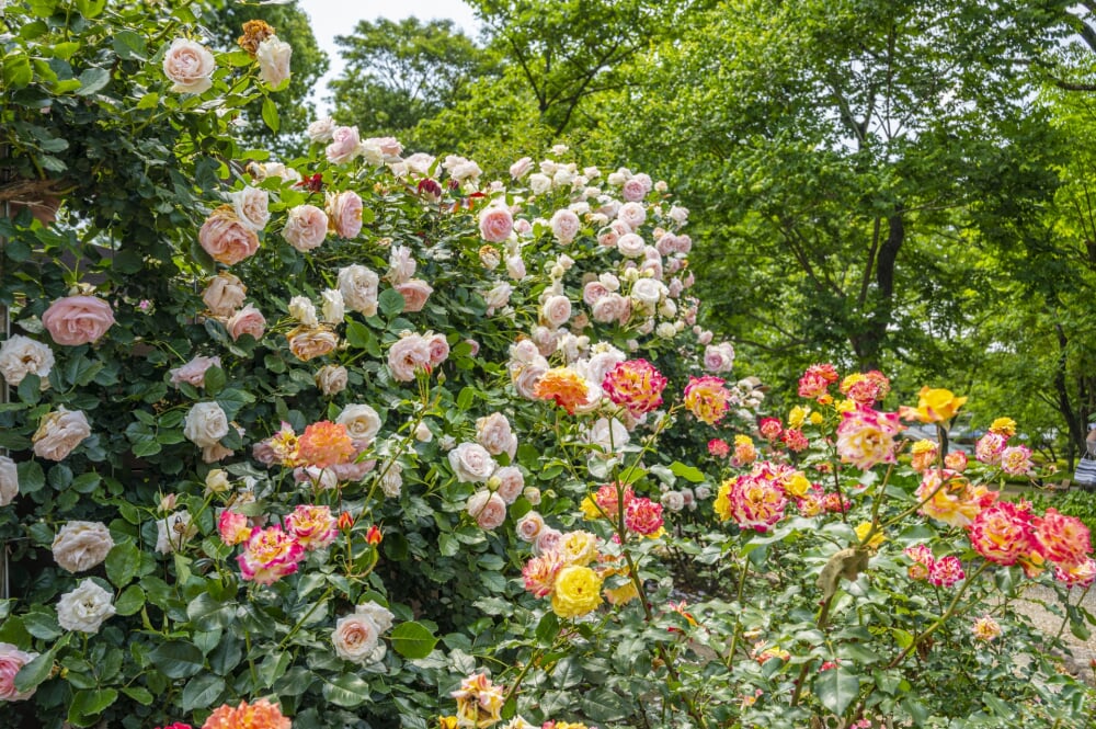 福岡市動植物園の写真 