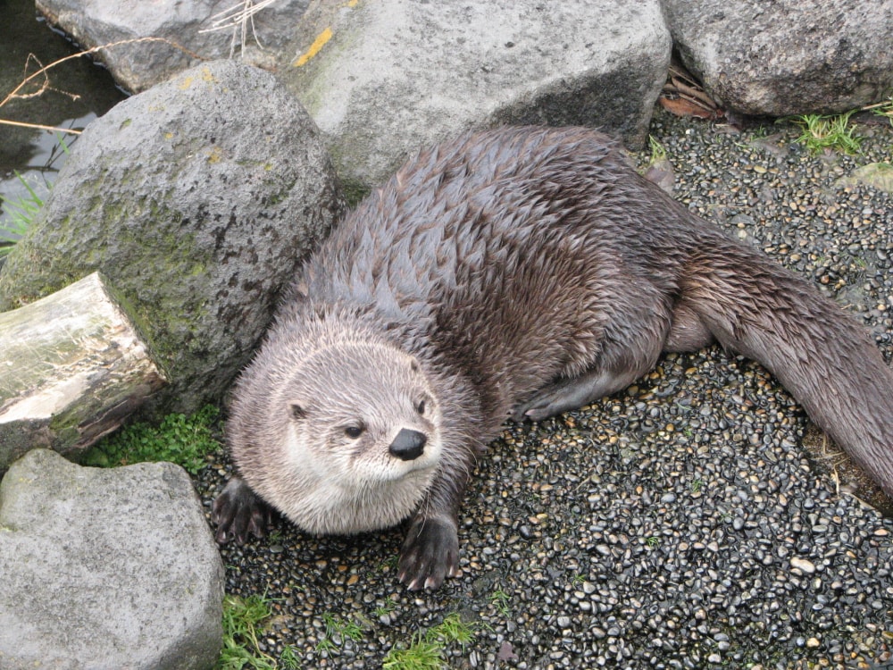市川市動植物園の写真 ©Kawausosu(Public domain)