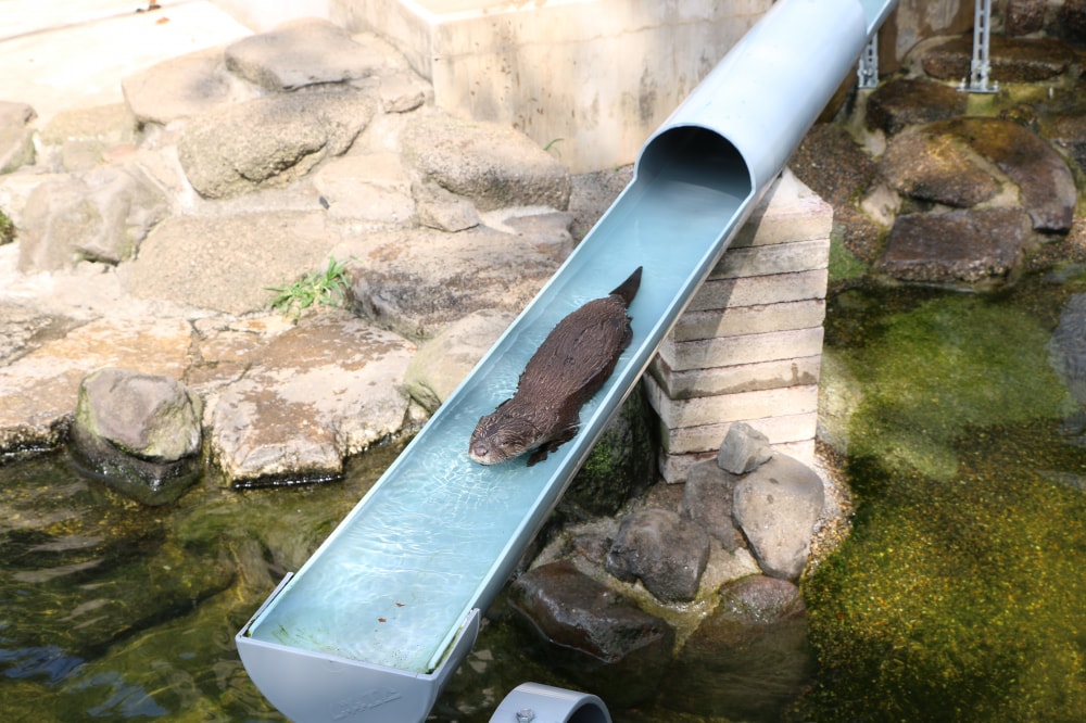 市川市動植物園の写真 ©ysakaki(CC BY 2.0)