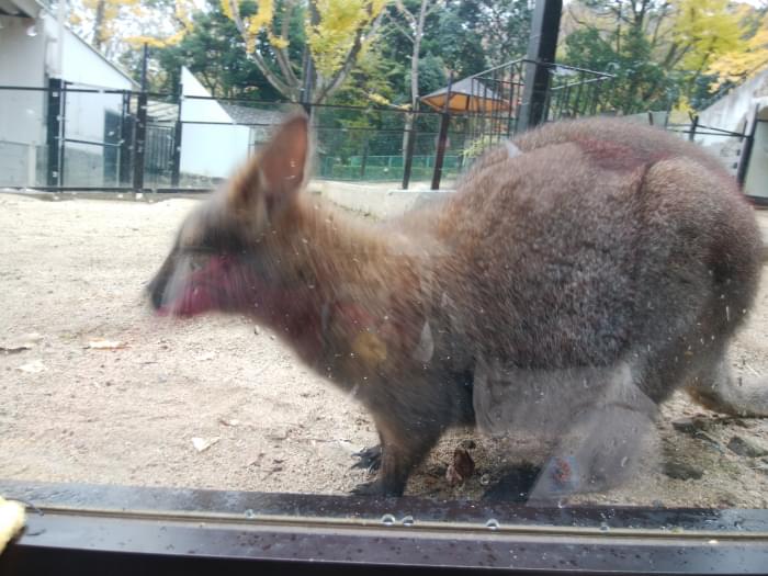 五月山動物園の写真 
