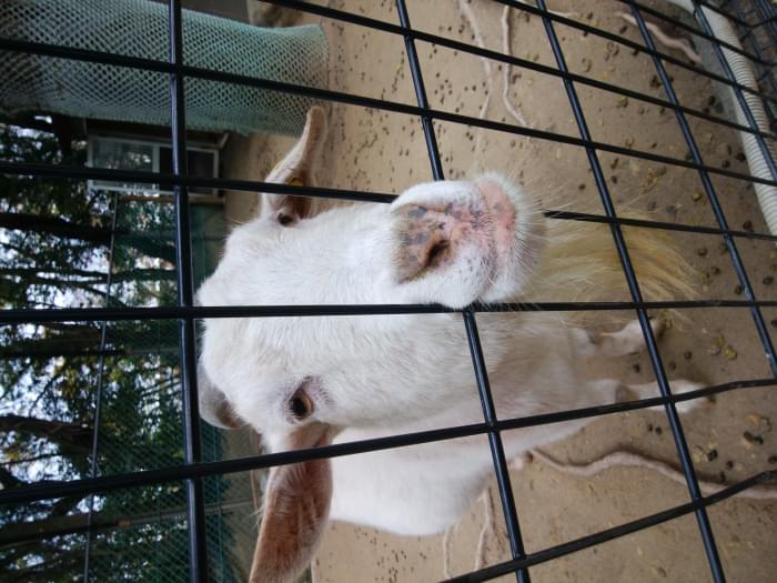 五月山動物園の写真 