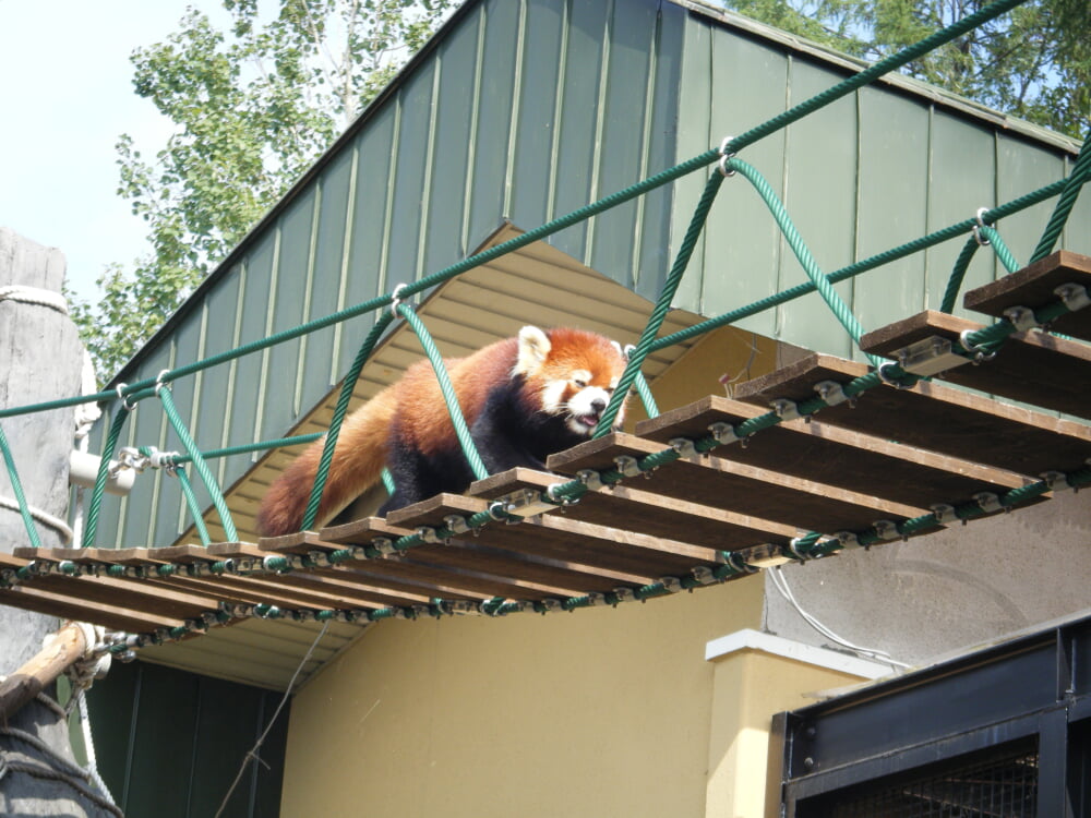 旭川市旭山動物園の写真 ©欅(CC BY-SA 3.0)