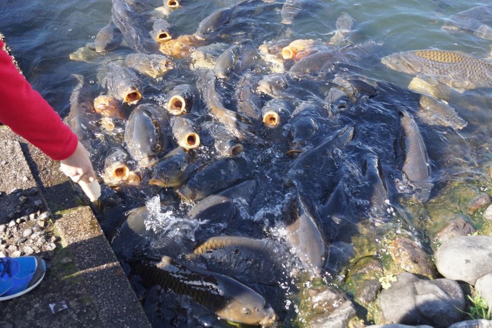 滋賀県南郷水産センターの写真 