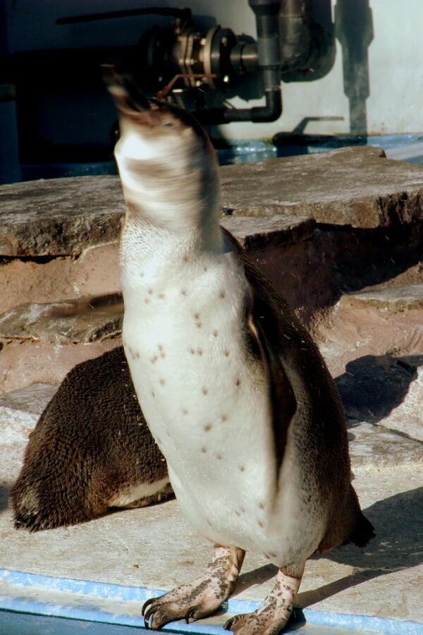 川崎市立 夢見ヶ崎動物公園の写真 ©yoppy(CC BY 2.0)