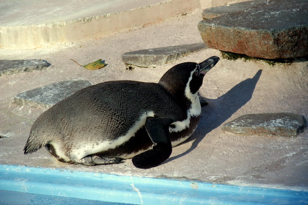 川崎市立 夢見ヶ崎動物公園の写真 ©yoppy(CC BY 2.0)