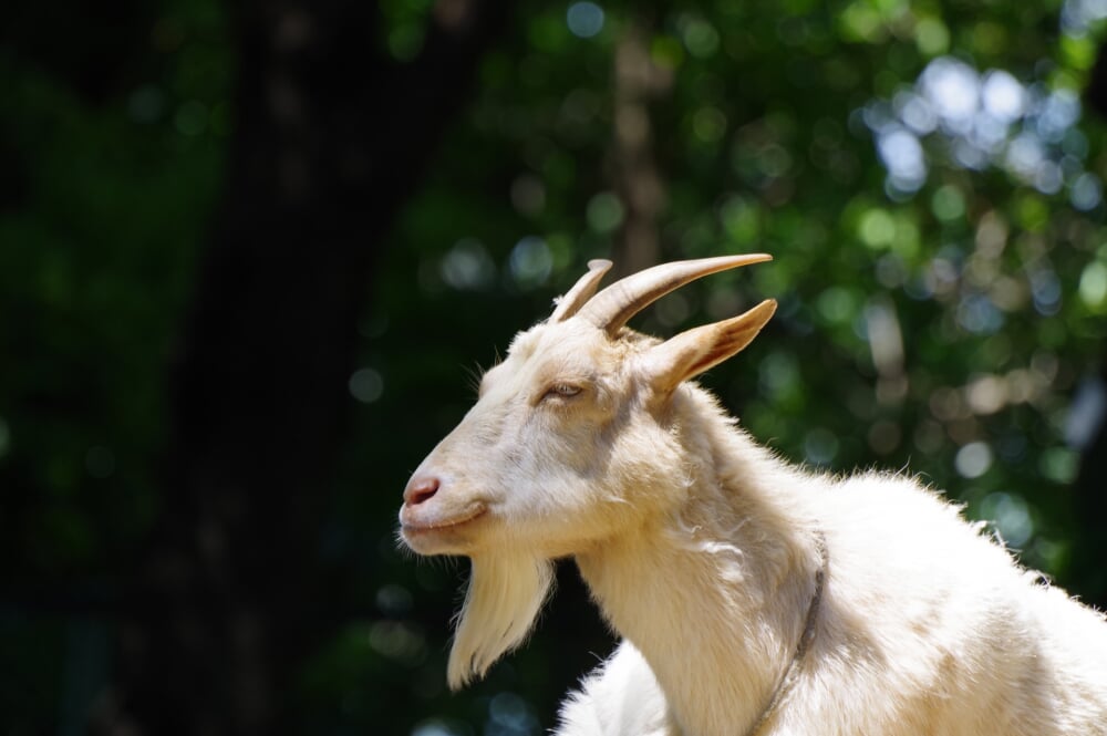 川崎市立 夢見ヶ崎動物公園の写真 