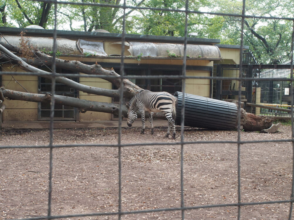川崎市立 夢見ヶ崎動物公園の写真 ©Kestrel(CC BY-SA 4.0)