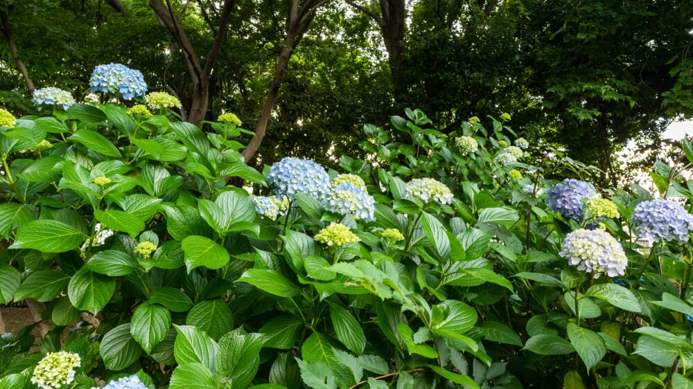 大宮公園の写真 