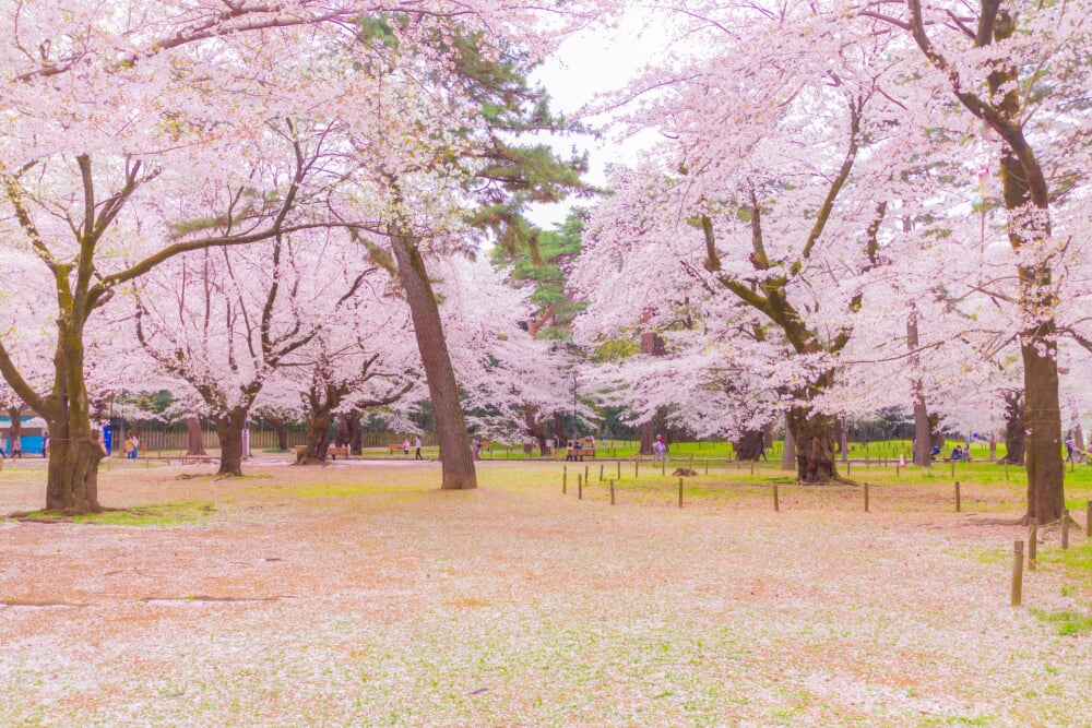大宮公園の写真 