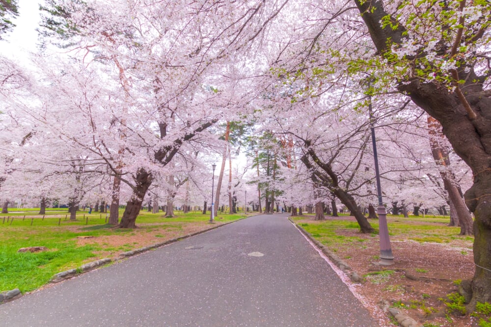 大宮公園の写真 