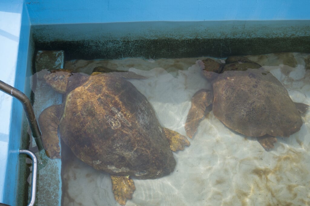 むろと廃校水族館の写真 