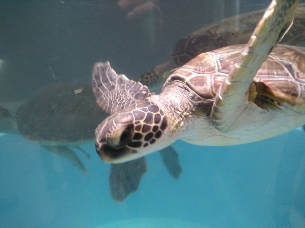 むろと廃校水族館の写真 