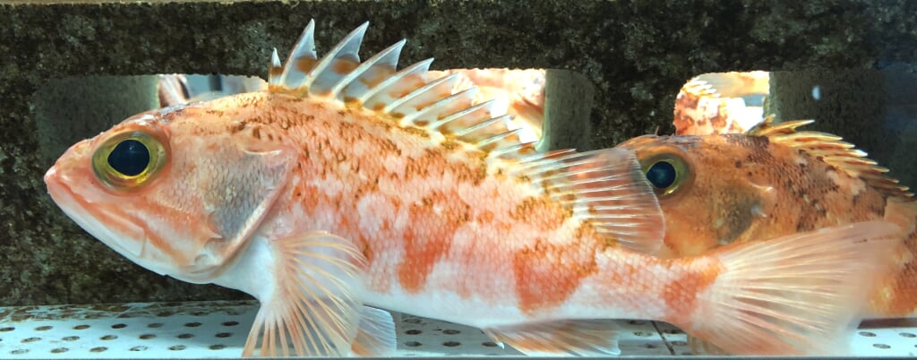 むろと廃校水族館の写真 ©Totti(CC BY-SA 4.0)