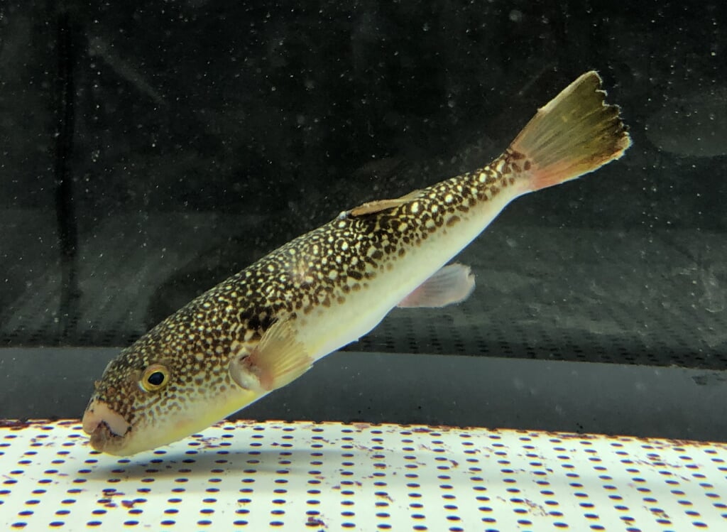 むろと廃校水族館の写真 ©Totti(CC BY-SA 4.0)