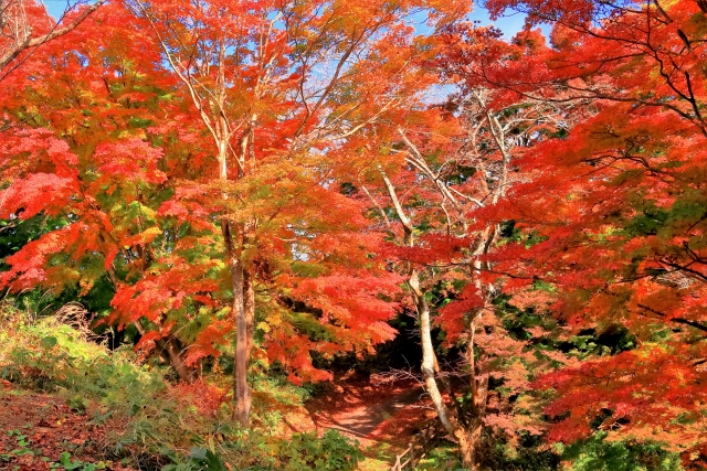 宮城県 県民の森の写真 