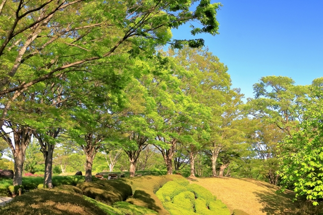宮城県 県民の森の写真 