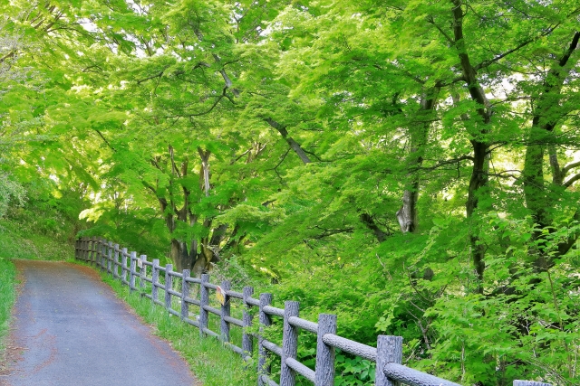 宮城県 県民の森の写真 