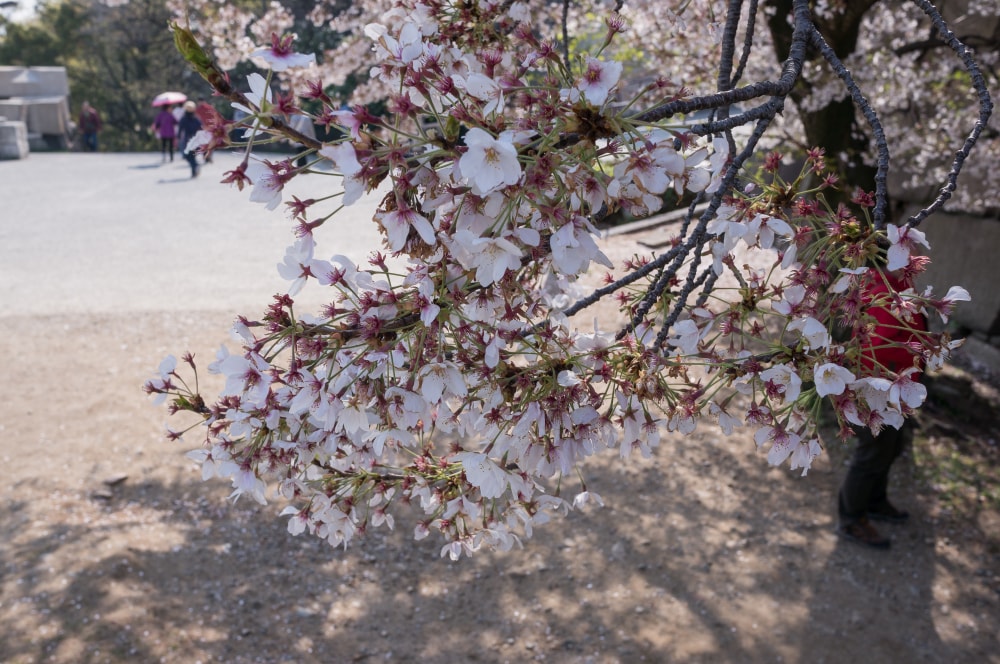大阪城公園の写真 ©wongwt(CC BY-SA 2.0)
