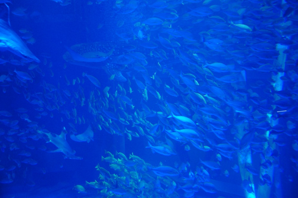 のとじま水族館の写真 ©C1815(CC BY-SA 3.0)