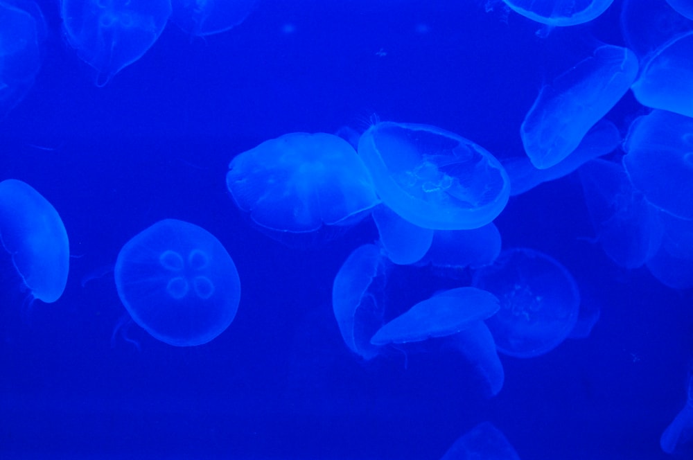 のとじま水族館の写真 ©C1815(CC BY-SA 3.0)