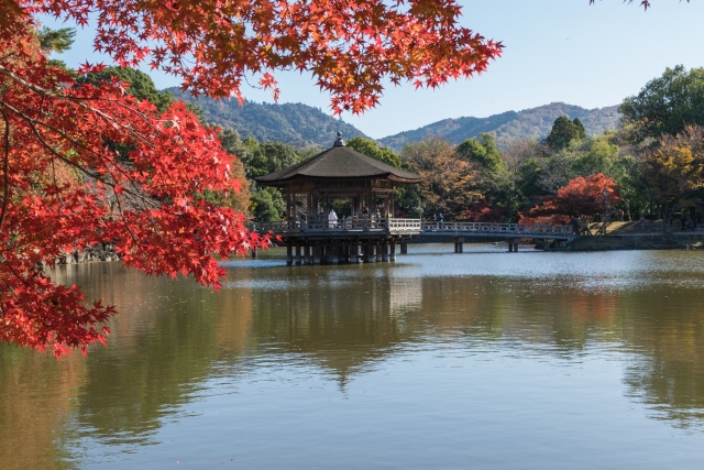 奈良公園の写真 