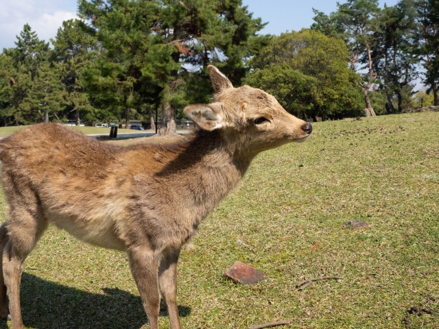 奈良公園の写真 