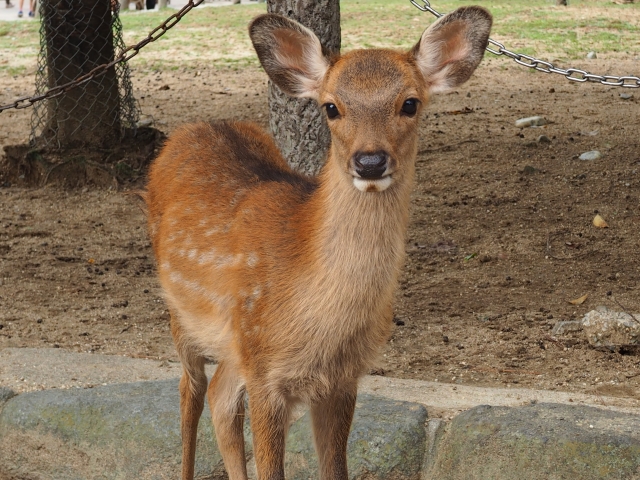 奈良公園の写真 