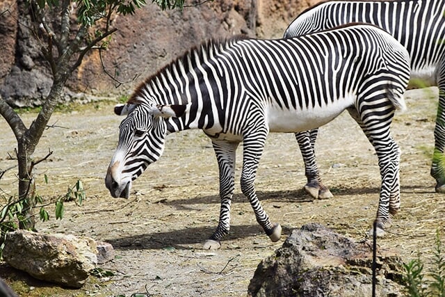 いしかわ動物園の写真 