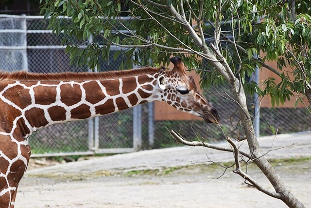 いしかわ動物園の写真 