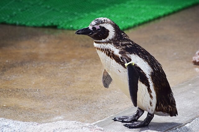 いしかわ動物園の写真 