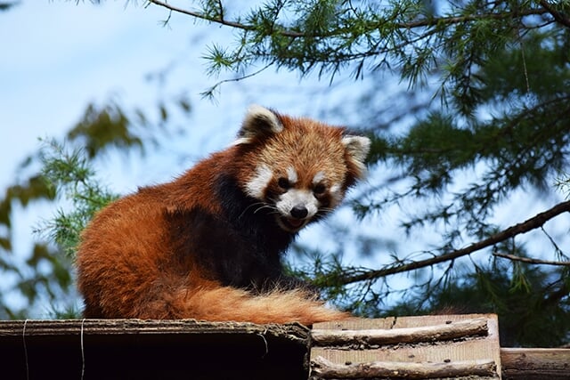 いしかわ動物園の写真 