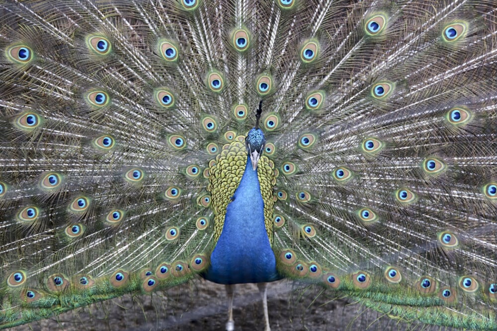 いしかわ動物園の写真 