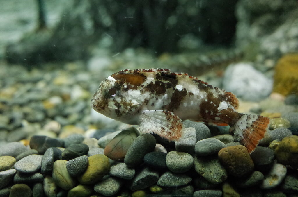 魚津水族館の写真 ©極地狐(CC BY-SA 2.0)