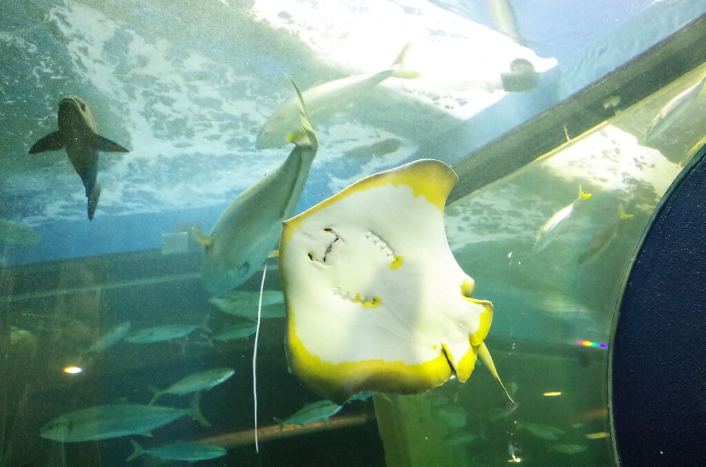 魚津水族館の写真 ©極地狐(CC BY-SA 2.0)